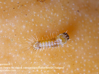 Bindahara phocides phocides