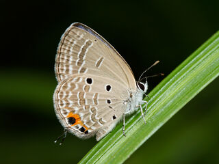 Luthrodes pandava pandava