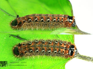 Spindasis lohita himalayanus