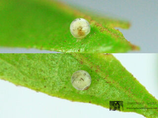 Neopithecops zalmora zalmora