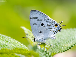 Hypolycaena kina kina