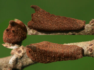 Pratapa icetoides icetoides