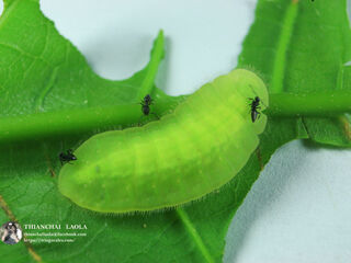 Arhopala atosia jahara