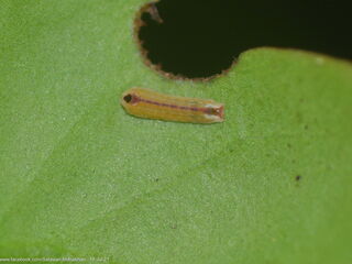 Dacalana burmana burmana