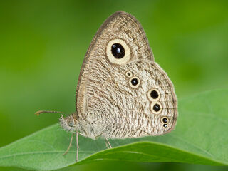 Ypthima baldus baldus