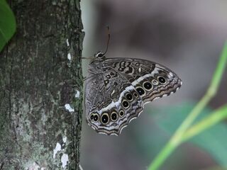 Neope muirheadii bhima