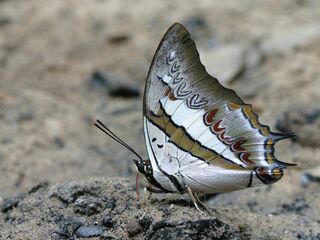 Polyura schreiber assamensis