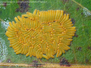 Poritia hewitsoni tavoyana