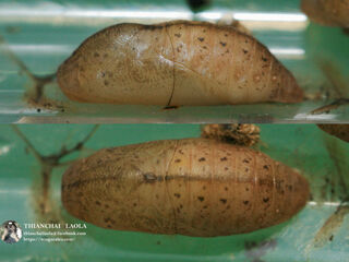 Arhopala bazalus teesta