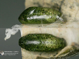 Semanga superba siamensis