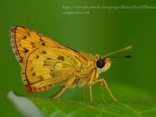 Potanthus confucius dushta