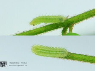 Discolampa ethion ethion