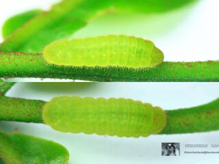 Neopithecops zalmora zalmora