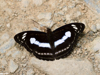 Athyma selenophora amharina