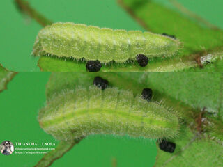 Celatoxia marginata marginata