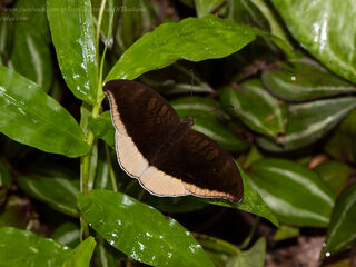 Cynitia lepidea sthavara