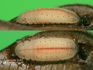 Arhopala paramuta paramuta