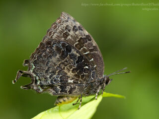 Thaduka multicaudata multicaudata