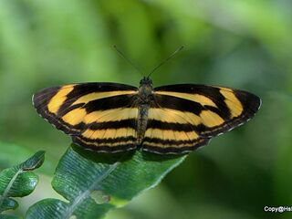 Neptis zaida inayoshii