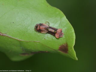 Tajuria mantra mantra