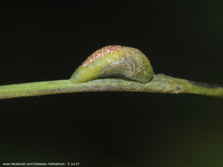 Ticherra acte liviana