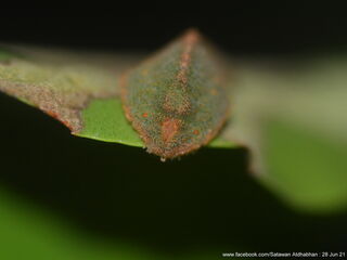 Tajuria yajna selangorana