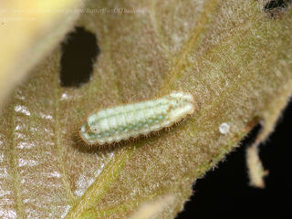 Araotes lapithis lapithis