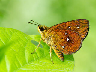 Iambrix salsala salsala