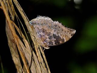 Charaxes durnfordi merguia