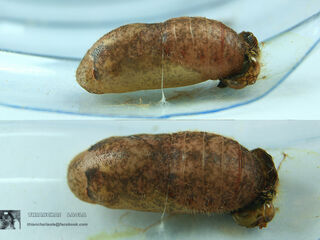 Deudorix epijarbas epijarbas