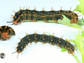 Hypolimnas bolina jacintha