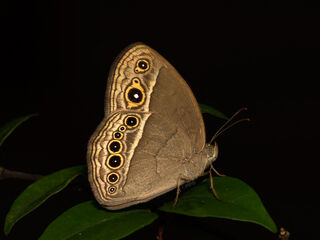 Mycalesis perseoides perseoides