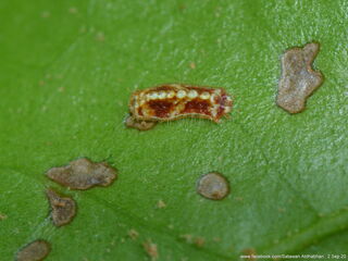 Jacoona anasuja anasuja