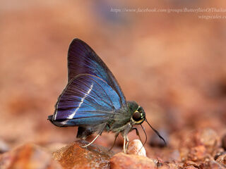 Hasora malayana malayana