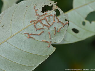 Poritia philota philota