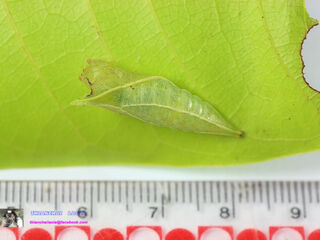 Graphium doson actor