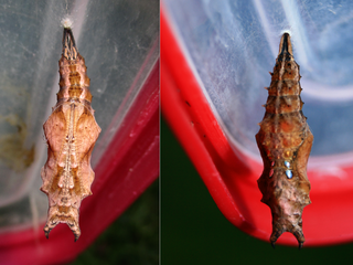 Nymphalis canace canace