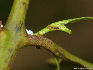 Tajuria ister tussis