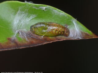 Semanga superba deliciosa