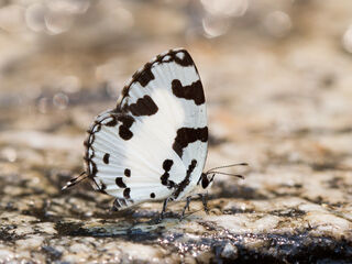 Caleta decidia decidia