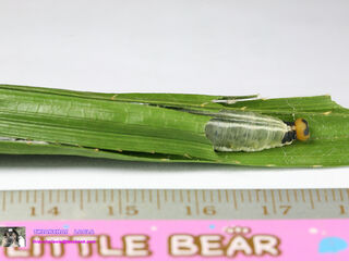 Lotongus calathus calathus