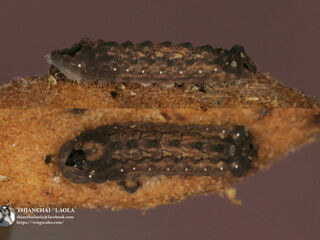 Charana mandarina mandarina