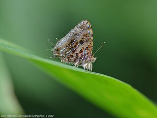 Catapaecilma major emas