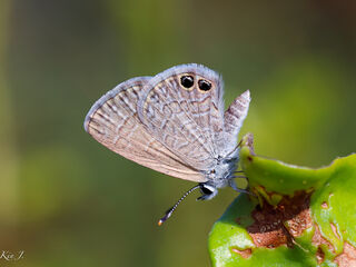 Nacaduba biocellata baliensis