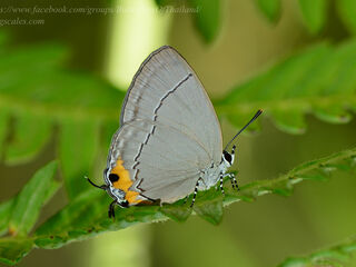 Tajuria isaeus verna