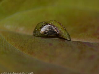 Yasoda pita dohertyi