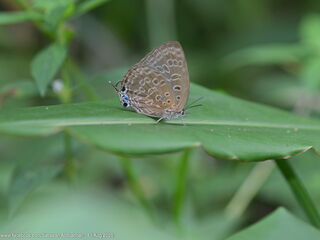 Arhopala opalina azata