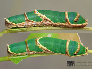 Papilio demolion demolion