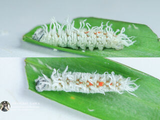 Gangara thyrsis thyrsis