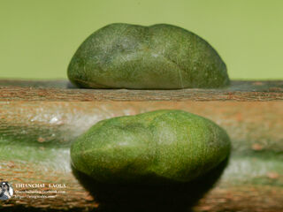 Hypolycaena erylus himavantus